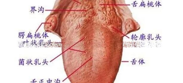舌头根部有小疙瘩图片，暗示三个毛病(可能是口腔肿瘤)