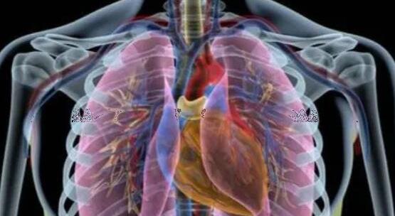 肺在哪个位置图解，覆盖在心上左右各一个(肺癌背疼位置图)