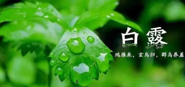 白露节气的含义是什么意思，天气真正转凉(地面有凝结的水珠)