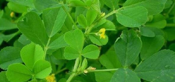 野生苜蓿草图片，三叶草原来是可食用野菜(4大功效作用)